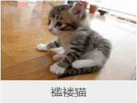 温州市捷拱商贸有限公司