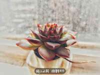 温州市捷拱商贸有限公司