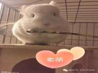 温州市捷拱商贸有限公司